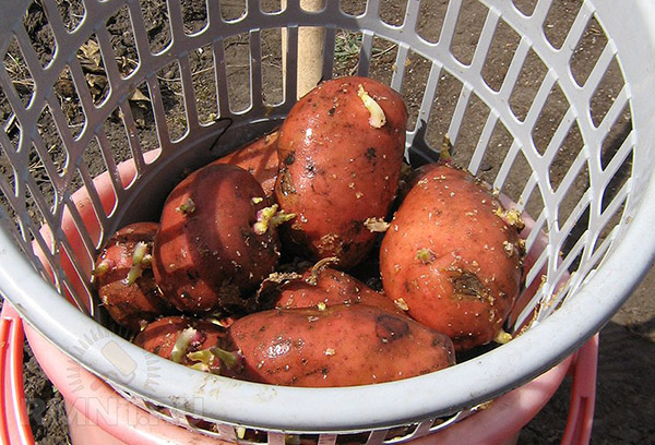 Pommes de terre avant la plantation