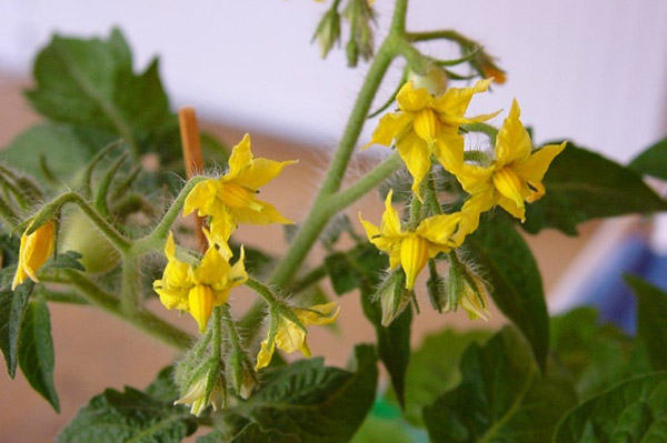 Blommande tomatbuske