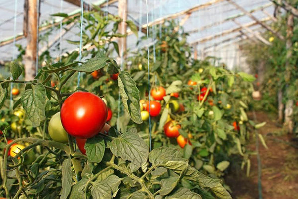 Tomates attachées dans une serre