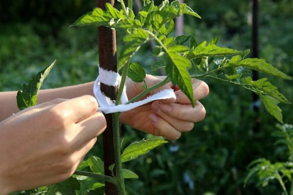 Buisson de tomates jarretière