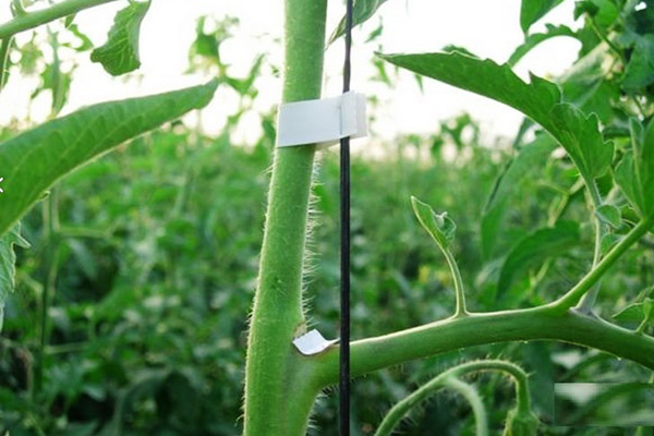 Jarretière de tomates avec tapener