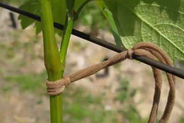 Tomate jarretière avec tissu en nylon