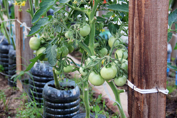 Tomates liées