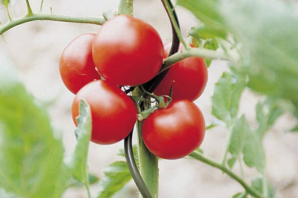 Tomate attachée avec un fil