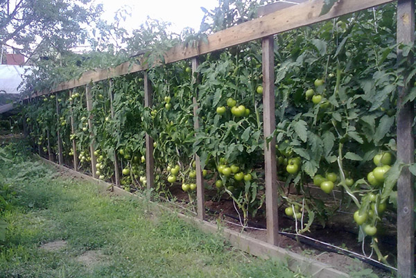 Tapisserie pour tomates jarretière