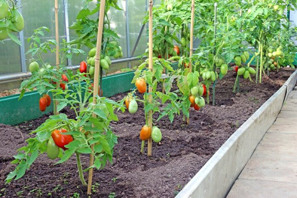 Tomates dans une serre