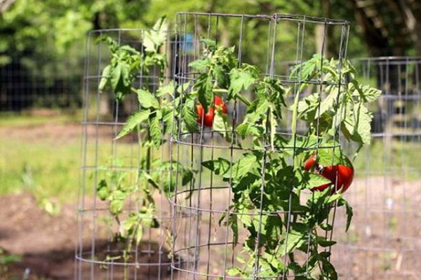 Tomate dans une cage