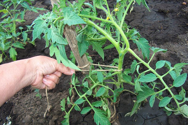 Buisson de tomates jarretière