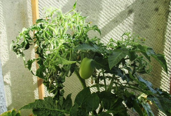 Buisson de tomates grasses dans une serre