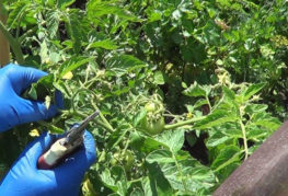 Taille des tomates d'engraissement