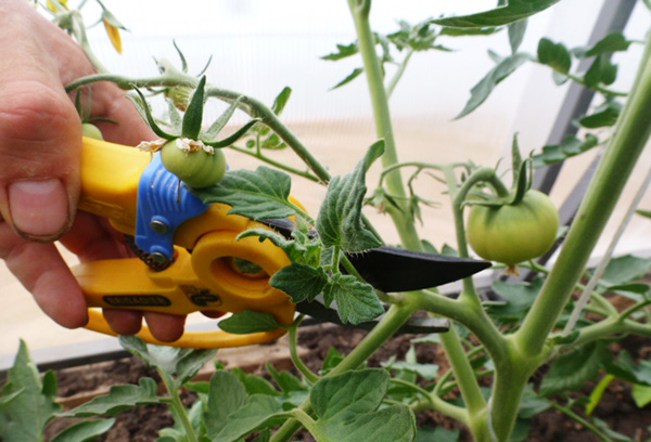 Taille de la tomate d'engraissement