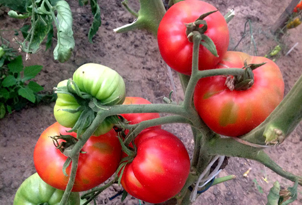 Un buisson d'une tomate d'une variété de cœur de vache