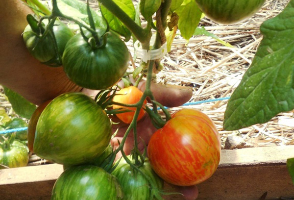 Coeur de vache tomate rayé