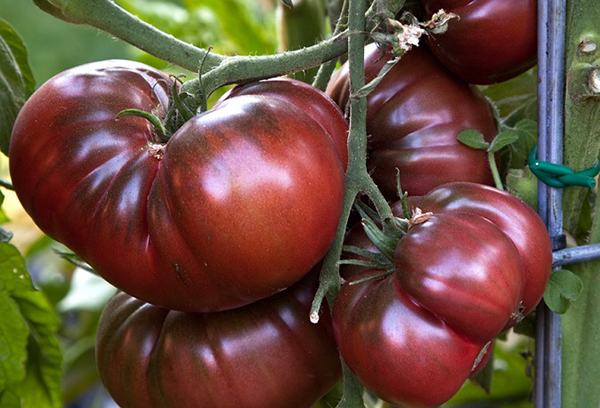 Tomates mûres Black Prince