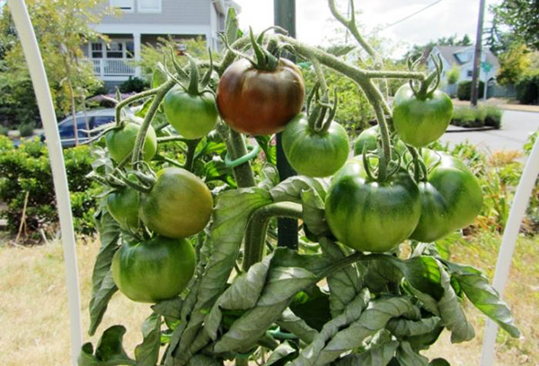 Maturation des tomates Black Prince