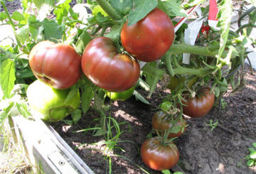 Buisson de tomates Black Prince