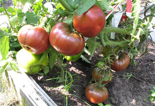 Buisson de tomates Black Prince