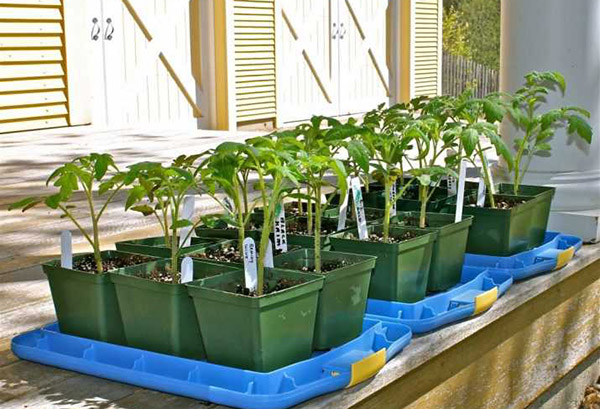 Semis de tomates