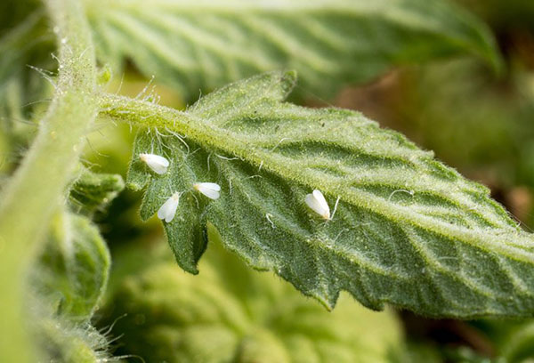 Mouches blanches sur une feuille de tomate