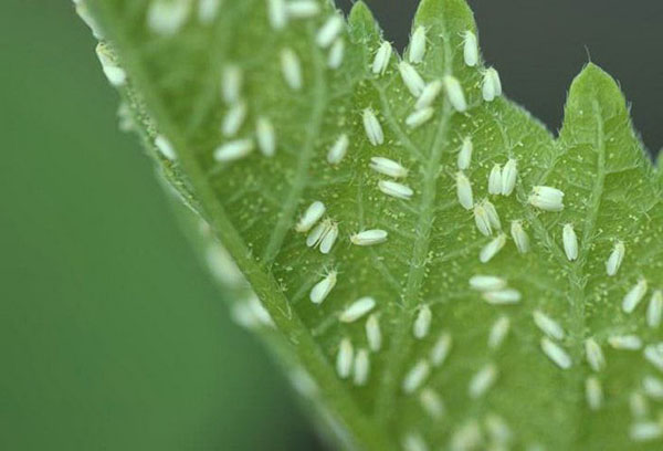 Feuille de tomate infestée de mouches blanches