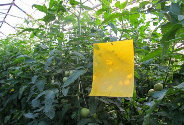 Whitefly Sticky Trap