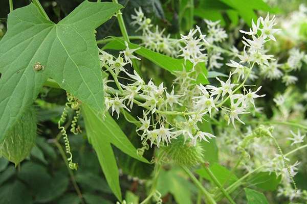 Floraison d'Echinocystis