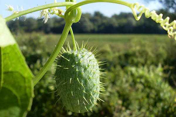 Fruit d'Echinocystis