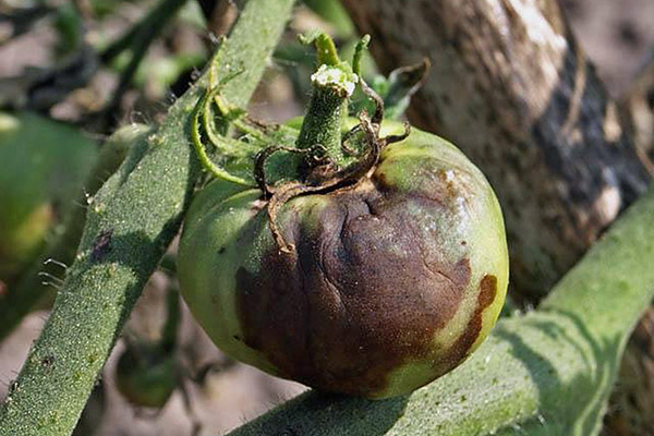 Mildiou de la tomate