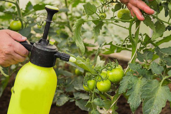 Pulvériser des tomates