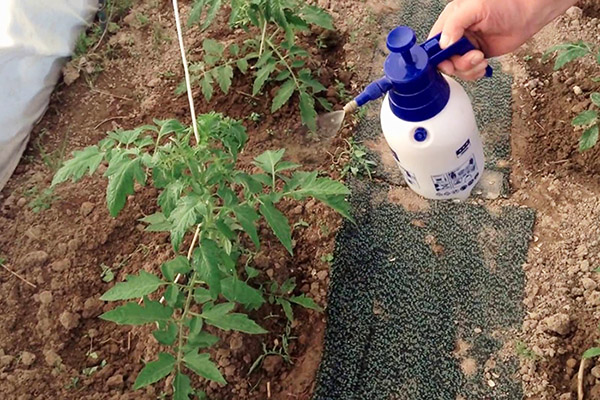 Pulvériser des tomates dans le jardin