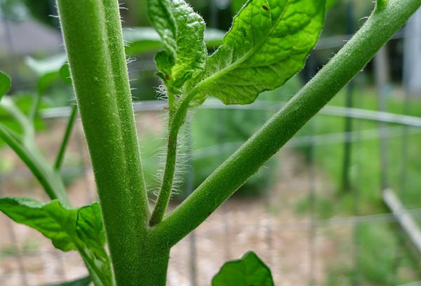 Stepson au sein d'une feuille de tomate