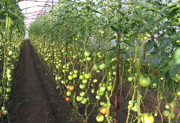 Tomates indéterminées sans feuilles inférieures