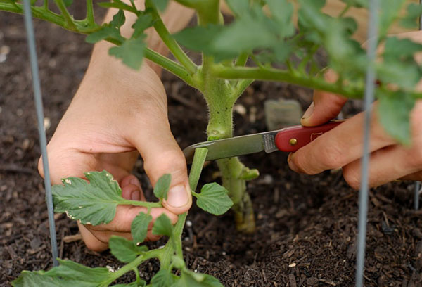 Retirer les feuilles inférieures d'une tomate