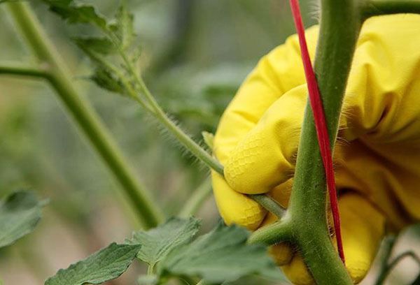 Stepson sur un buisson de tomates