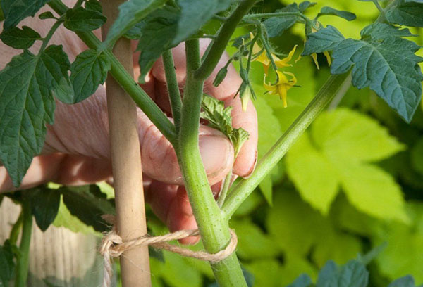 Marinage de tomates