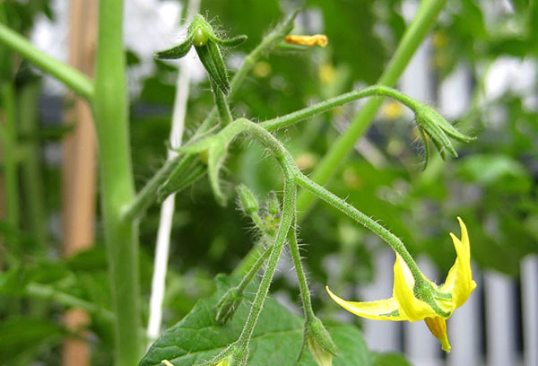 Beau-fils prometteur sur un buisson de tomates