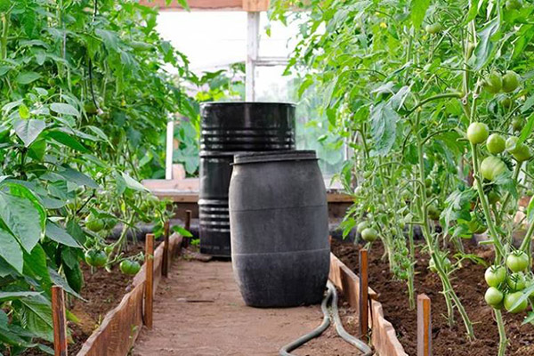 Tonneaux d'arrosage de tomates