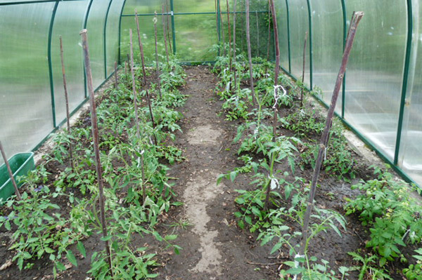 Tomates dans la serre après l'arrosage