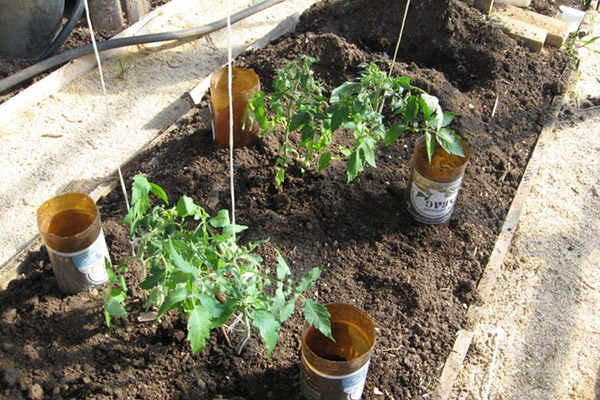 Irrigation goutte à goutte dans un jardin avec des tomates