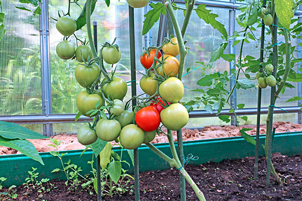 Les tomates mûrissent dans la serre