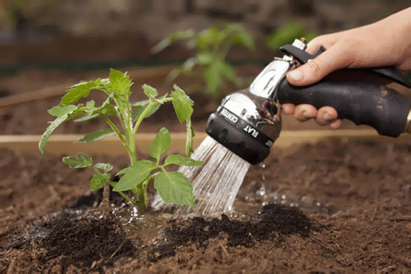 Arroser les tomates en plein champ