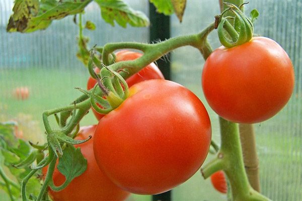 Tomates de serre