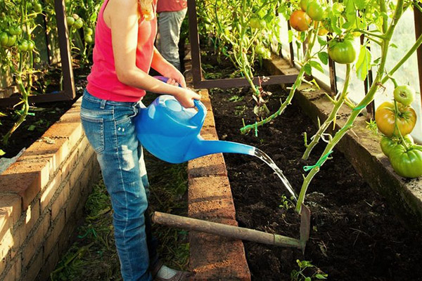 Arroser les tomates indéterminées