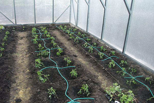 Système d'irrigation à effet de serre