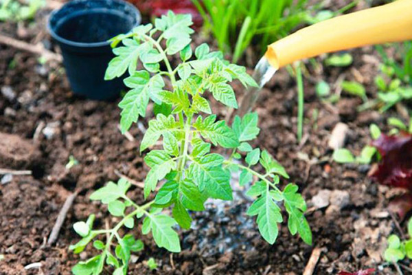 Arroser un jeune buisson de tomates