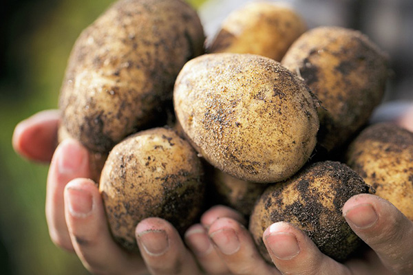 Pommes de terre en mains