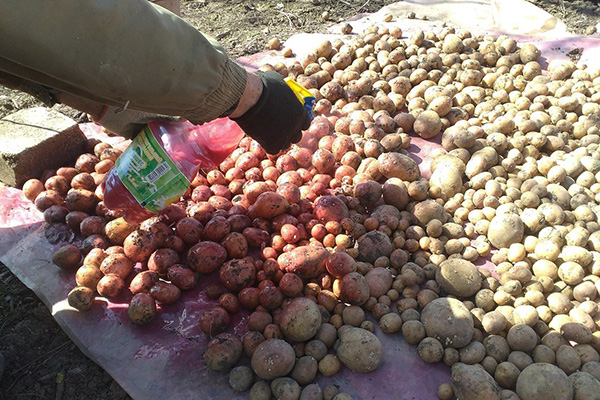 Transformer les pommes de terre avant la plantation