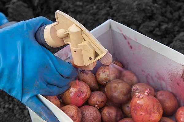 Pulvériser les pommes de terre avec Prestige avant la plantation