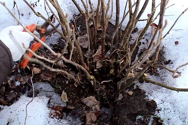 Taille des groseilles au début du printemps