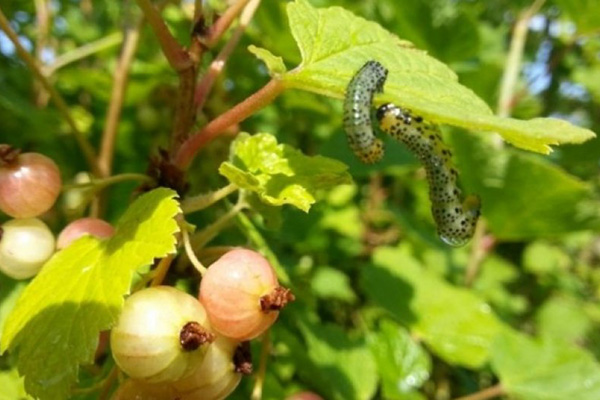 Chenilles sur feuille de groseille à maquereau